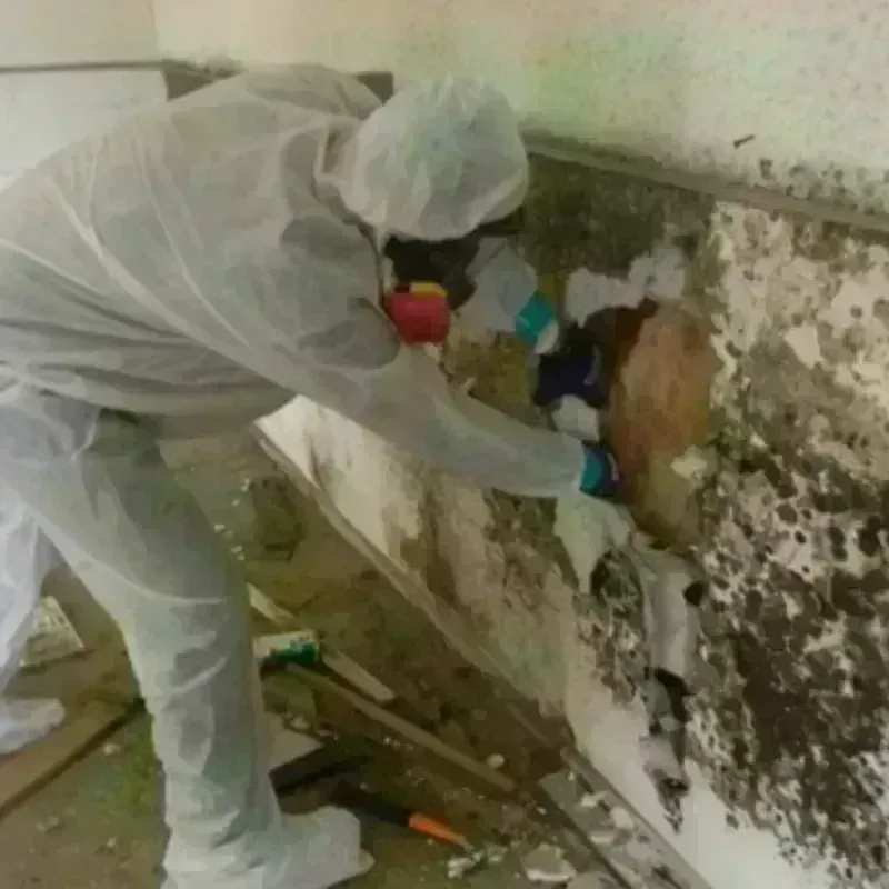 Mold Remediation and Removal in Cass County, IN